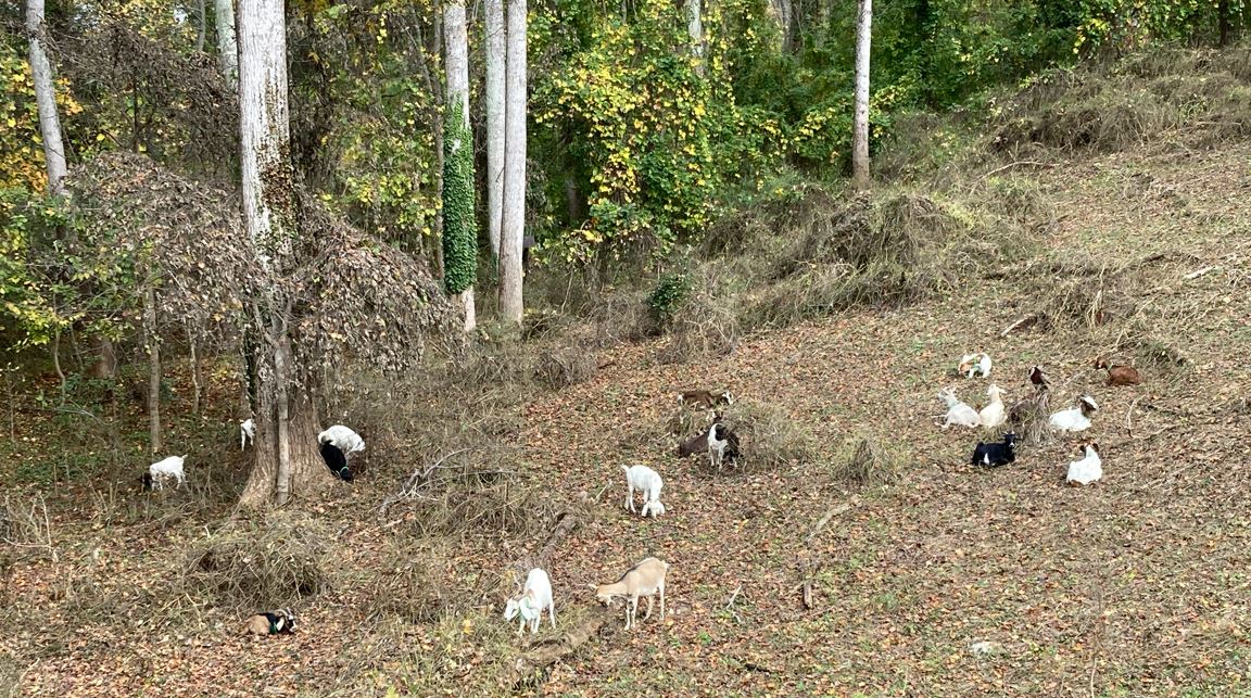 Goats After